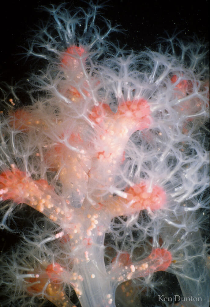 Soft coral: Gersemia rubiformis